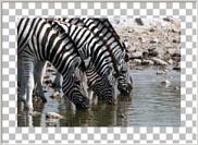 Effekte Zebras.jpg