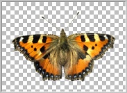 Effekte Schmetterling.jpg